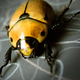 Illustration for article titled Shooting Challenge: Bugs Gallery (Part 5)